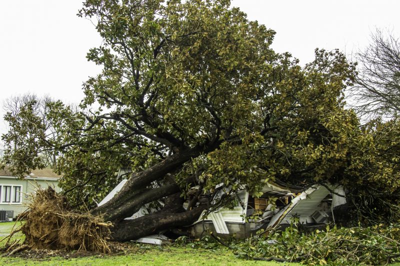 Storm Damage Tree Collapse
