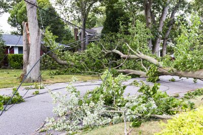 Emergency Tree Removal Services