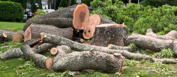 Large Tree Removal in Cumming