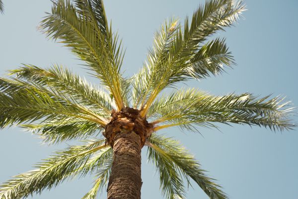 Palm Tree Removal in Cumming