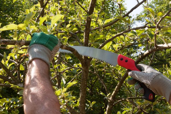 Small Tree Removal in Cumming