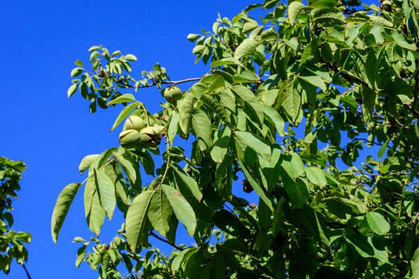 Cost of Walnut Tree Removal in Cumming