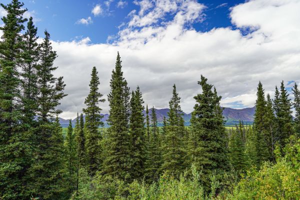 Spruce Tree Removal in Cumming