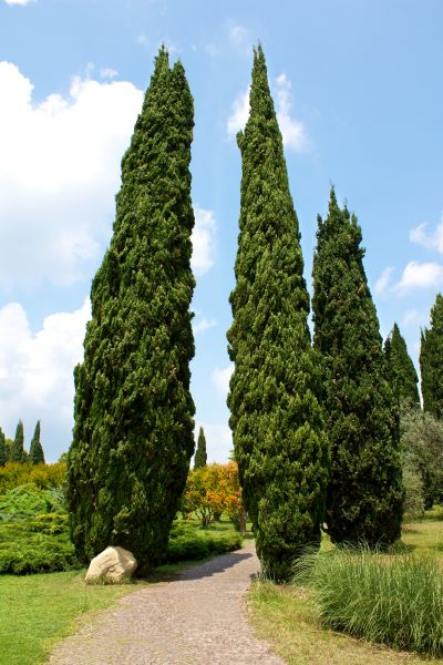 Cost of Cypress Tree Removal in Cumming