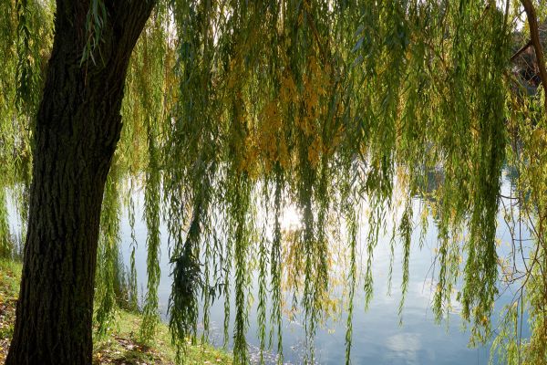 Cost of Willow Tree Removal in Cumming
