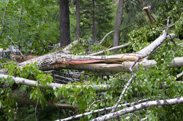 Birch Tree Removal in Cumming