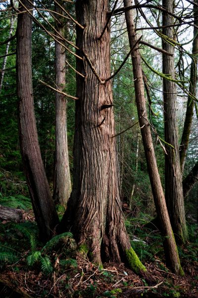 Cost of Cedar Tree Removal in Cumming
