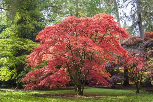 Cost of Maple Tree Removal in Cumming
