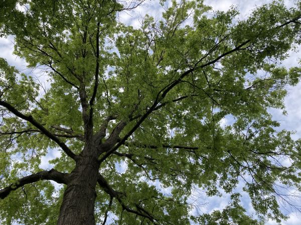 Cost of Oak Tree Removal in Cumming