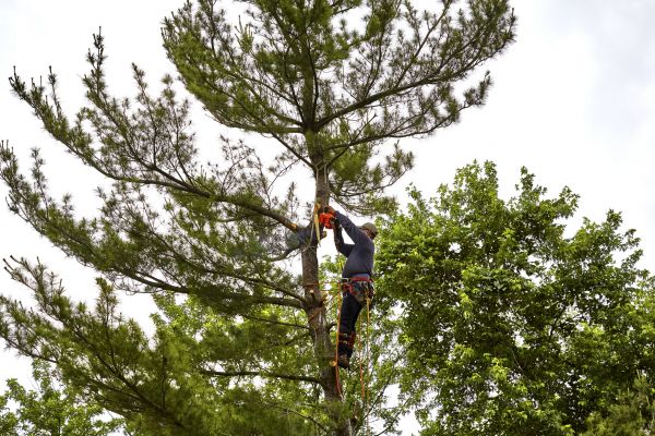 Cost of Pine Tree Removal in Cumming