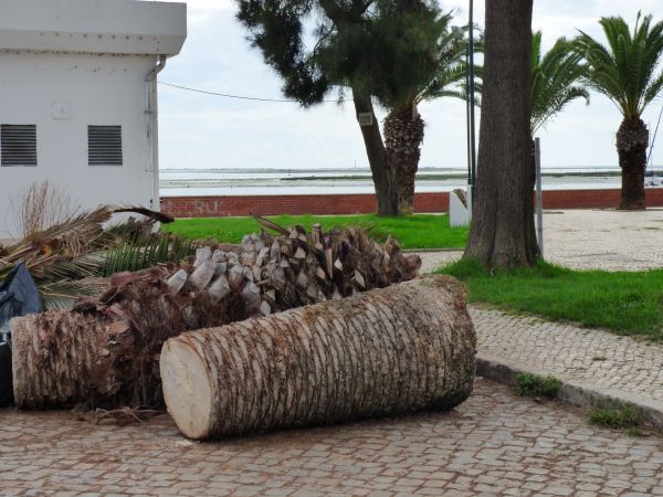 Palm Trees Removal in Cumming