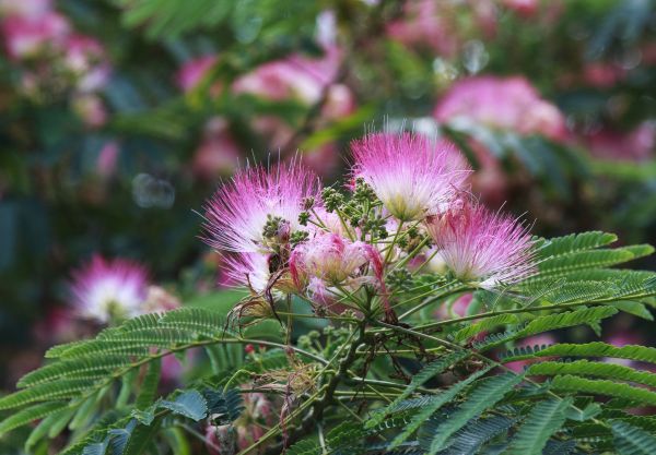 Mimosa Tree Removal in Cumming