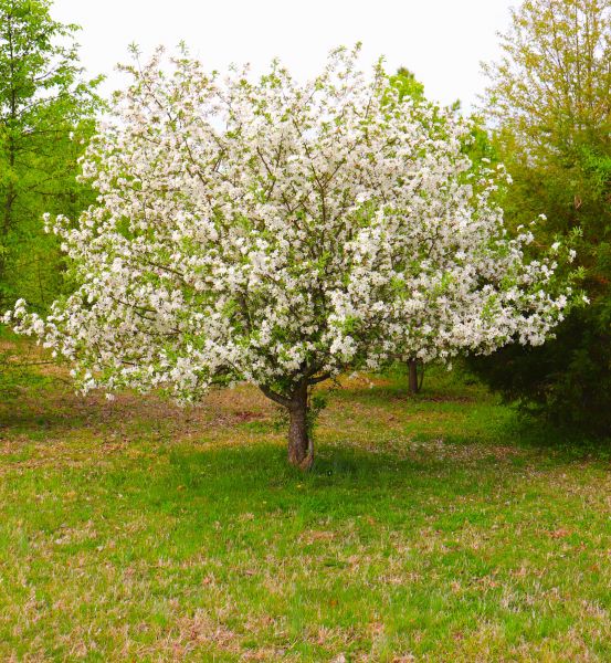 Dogwood Tree Removal in Cumming