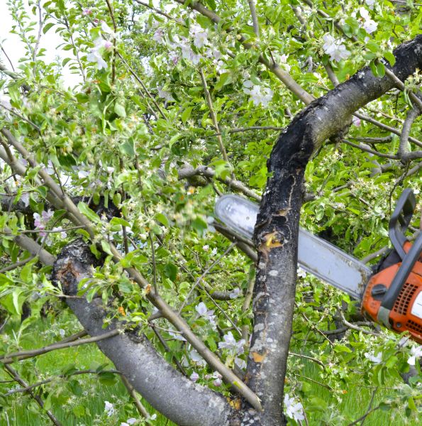 Apple Tree Removal in Cumming