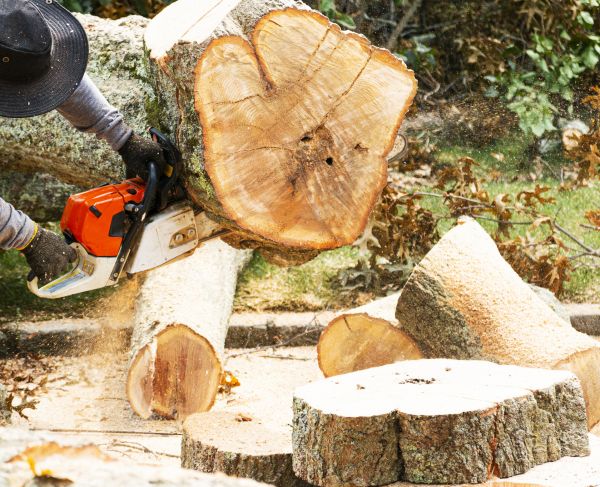 Tree Removal Service in Cumming