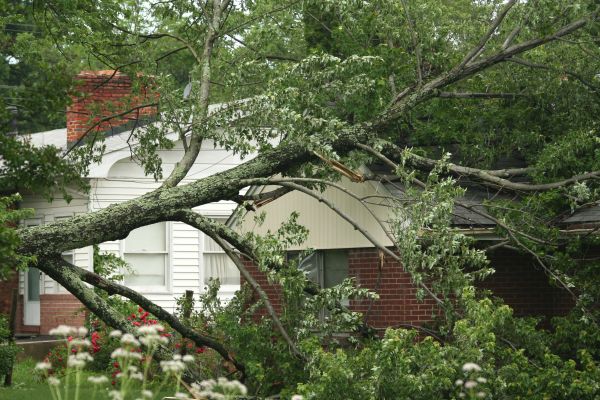 Emergency Tree Removal in Cumming
