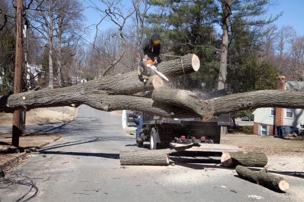 Cost of Residential Tree Removal in Cumming