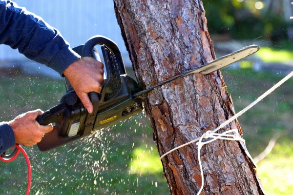Dead Tree Removal in Cumming
